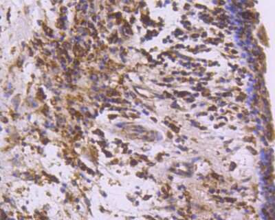 Immunohistochemistry-Paraffin: COX-1 Antibody (SC68-05) [NBP2-67643]