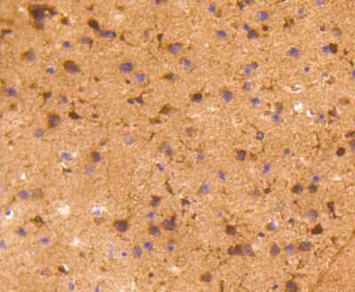 Immunohistochemistry-Paraffin: COX-1 Antibody (SC68-05) [NBP2-67643]