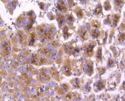 Immunohistochemistry-Paraffin: COX-1 Antibody (SC68-05) [NBP2-67643]