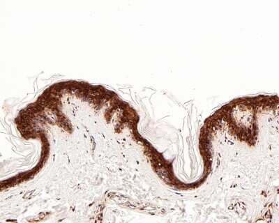 Immunohistochemistry-Paraffin: COX-1 Antibody (SC68-05) [NBP2-67643]
