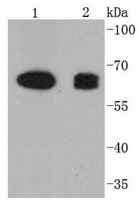 Western Blot: COX-1 Antibody (SC68-05) [NBP2-67643]