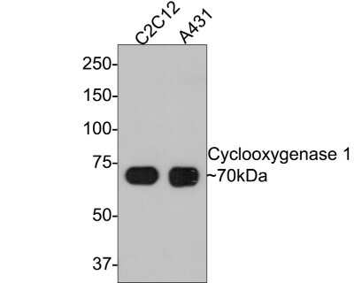 Western Blot: COX-1 Antibody (SC68-05) [NBP2-67643]