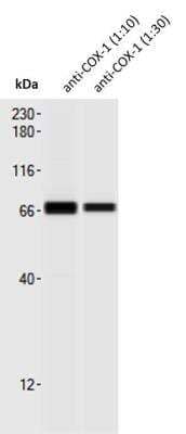 Simple Western: COX-1 Antibody [NBP1-85500]