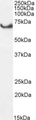 Western Blot: COX-1 Antibody [NB100-867]