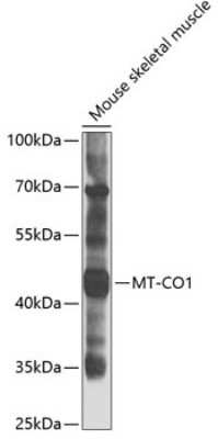 Western Blot: COX-1 AntibodyAzide and BSA Free [NBP3-05599]