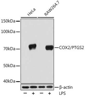 Western Blot: COX-2 Antibody (2V7G8)BSA Free [NBP3-16220]