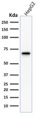 Western Blot: COX-2 Antibody (COX2/1941)Azide and BSA Free [NBP3-08272]