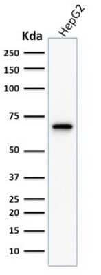 Western Blot: COX-2 Antibody (COX2/1941) [NBP3-07251]