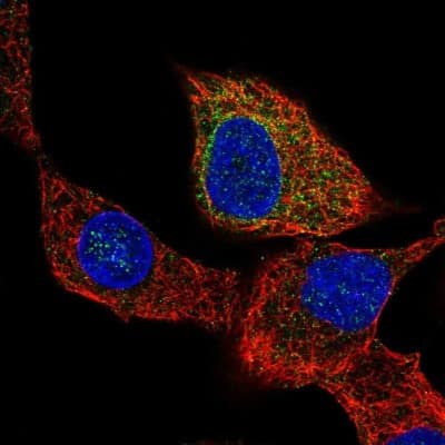 Immunocytochemistry/ Immunofluorescence: COX-2 Antibody [NBP1-85499]