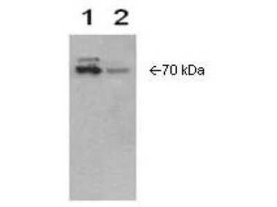 Western Blot: COX-2 Antibody [NB110-1948]