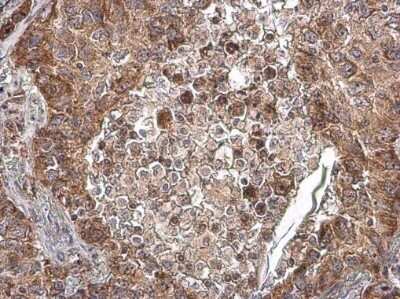 Immunohistochemistry-Paraffin: COX IV Isoform 2 Antibody [NBP3-13152]
