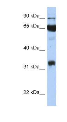 Western Blot: COX-1 Antibody [NBP1-62466]