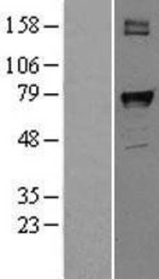 Western Blot: COX-1 Overexpression Lysate [NBL1-14943]