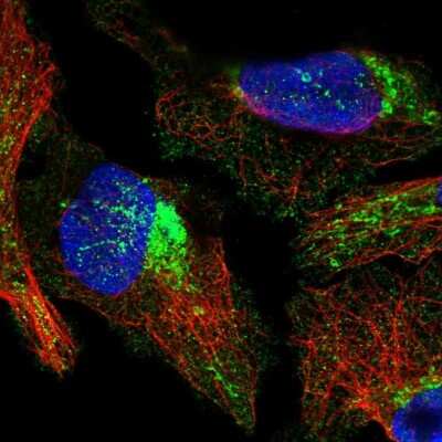 Immunocytochemistry/ Immunofluorescence: COX10 Antibody [NBP1-86322]