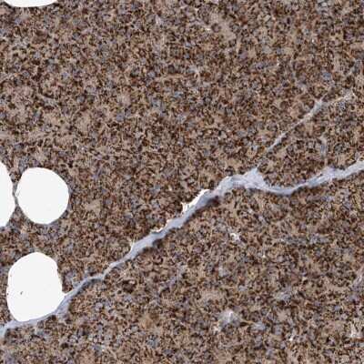Immunohistochemistry-Paraffin: COX10 Antibody [NBP1-86322]