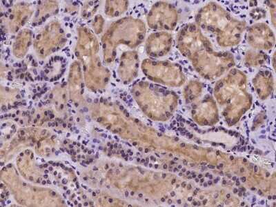 Immunohistochemistry-Paraffin: COX10 Antibody [NBP2-97977]