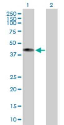 Western Blot: COX10 Antibody [H00001352-B01P]