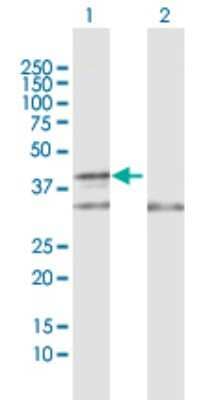 Western Blot: COX10 Antibody [H00001352-D01P]