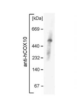 Western Blot: COX10 Antibody [NBP1-59554]