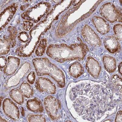 Immunohistochemistry-Paraffin: COX11 Antibody [NBP2-13863]