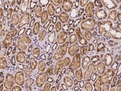 Immunohistochemistry-Paraffin: COX11 Antibody [NBP2-97240]