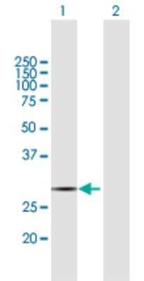 Western Blot: COX11 Antibody [H00001353-B02P]