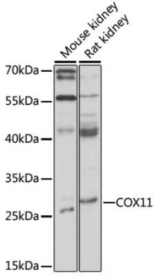 Western Blot: COX11 AntibodyAzide and BSA Free [NBP2-92311]