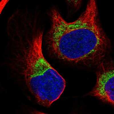 Immunocytochemistry/ Immunofluorescence: COX14 Antibody [NBP1-91715]