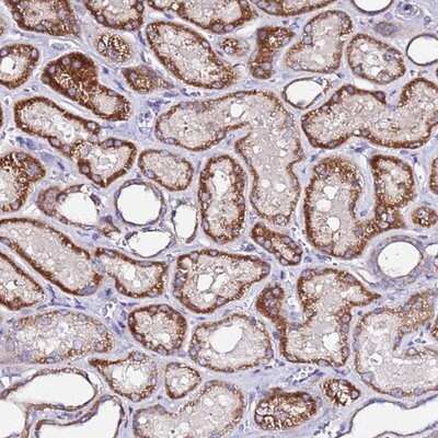 Immunohistochemistry-Paraffin: COX14 Antibody [NBP1-91715]