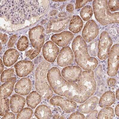 Immunohistochemistry-Paraffin: COX14 Antibody [NBP2-56098]