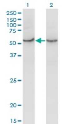 Western Blot: COX15 Antibody (2D2) [H00001355-M01]