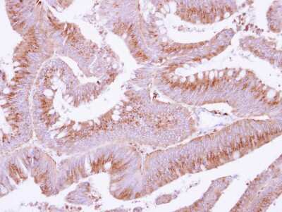 Immunohistochemistry-Paraffin: COX15 Antibody [NBP2-15976]