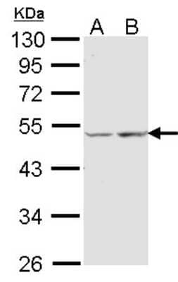 Western Blot: COX15 Antibody [NBP1-32017]