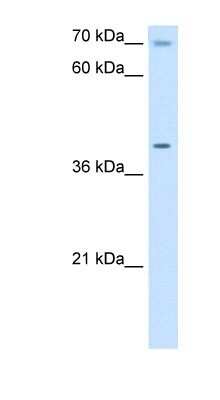 Western Blot: COX15 Antibody [NBP1-59560]