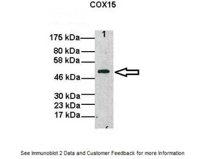 Western Blot: COX15 Antibody [NBP1-59560]