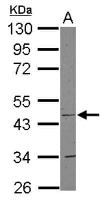 Western Blot: COX15 Antibody [NBP2-15976]