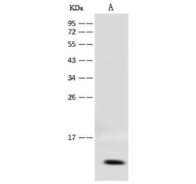 Western Blot: COX17 Antibody [NBP2-99469]