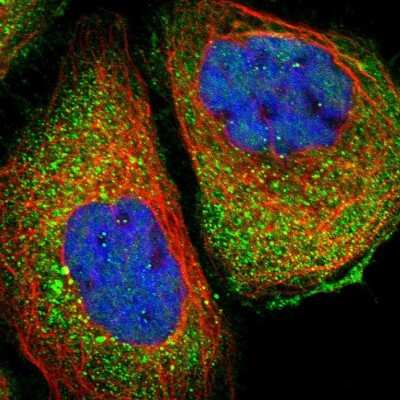 Immunocytochemistry/ Immunofluorescence: COX19 Antibody [NBP1-82769]