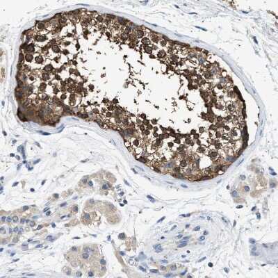 Immunohistochemistry-Paraffin: COX19 Antibody [NBP1-82769]