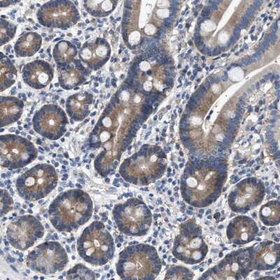 Immunohistochemistry-Paraffin: COX19 Antibody [NBP1-82769]