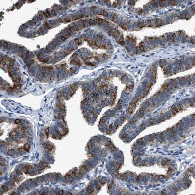 Immunohistochemistry-Paraffin: COX19 Antibody [NBP1-82769]