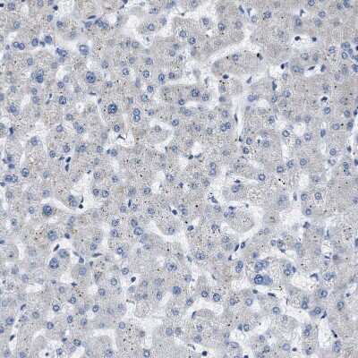 Immunohistochemistry-Paraffin: COX19 Antibody [NBP1-82769]