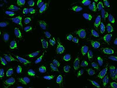 Immunocytochemistry/ Immunofluorescence: COX3 Antibody [NBP2-97594]