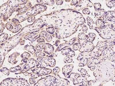 Immunohistochemistry-Paraffin: COX3 Antibody [NBP2-97594]