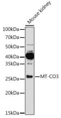 Western Blot: COX3 AntibodyAzide and BSA Free [NBP2-92765]