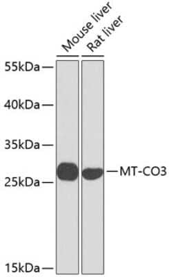 Western Blot: COX3 AntibodyBSA Free [NBP3-05581]