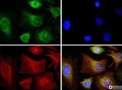 Immunocytochemistry/ Immunofluorescence: COX4 Antibody - BSA Free [NB110-39115]