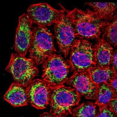 Immunocytochemistry/ Immunofluorescence: COX4 Antibody - BSA Free [NB110-39115]