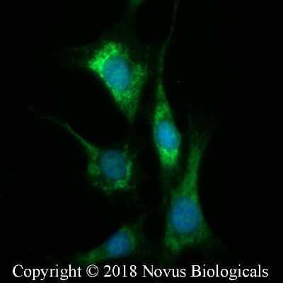 Immunocytochemistry/ Immunofluorescence: COX4 Antibody - BSA Free [NB110-39115]