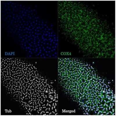 Immunocytochemistry: COX4 Antibody - BSA Free [NB110-39115]
